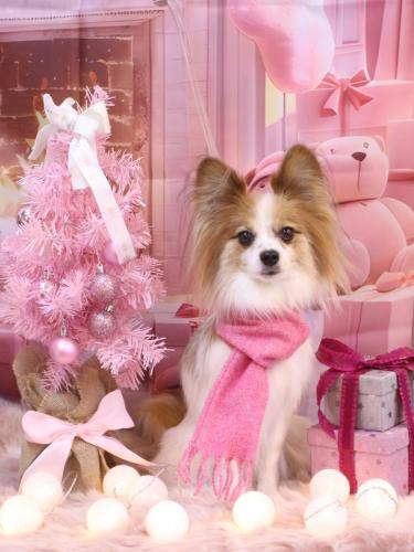 202412036ボタンちゃん